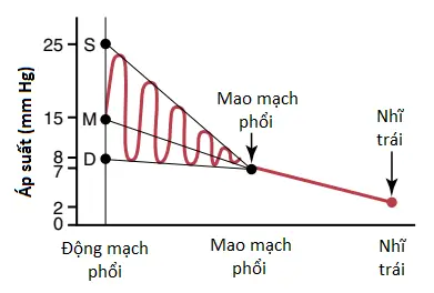 tuan-hoan-phoi-2