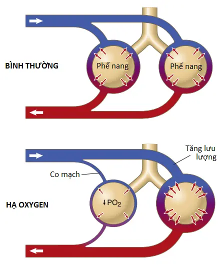tuan-hoan-phoi-3