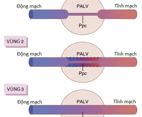 Tuần Hoàn Phổi, Phù Phổi Và Dịch Màng Phổi (Phần 1)