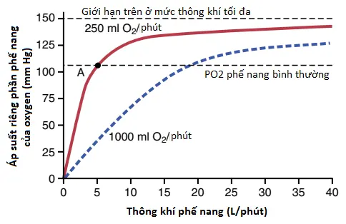 mang-ho-hap-4