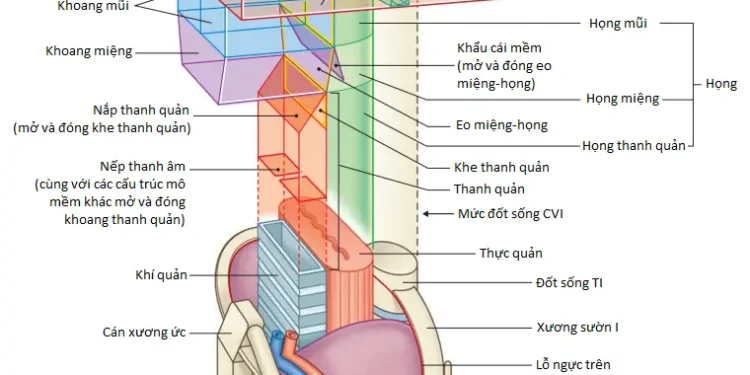 Tổng Quan Khái Niệm Vùng Đầu Và Cổ (Phần 2)