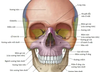 Giải Phẫu Vùng: Xương Sọ (Phần 1)