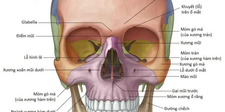 Giải Phẫu Vùng: Xương Sọ (Phần 1)