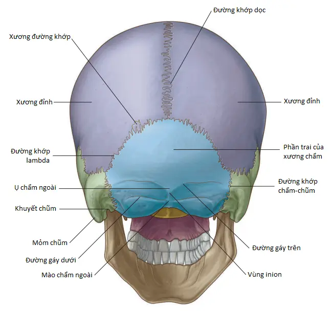 xuong-cham-1