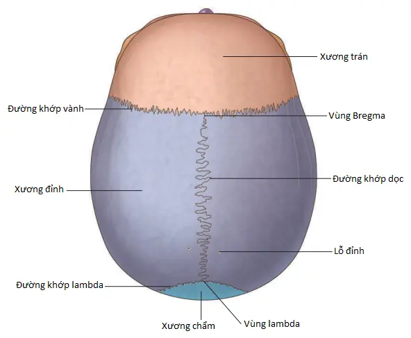 xuong-cham-2