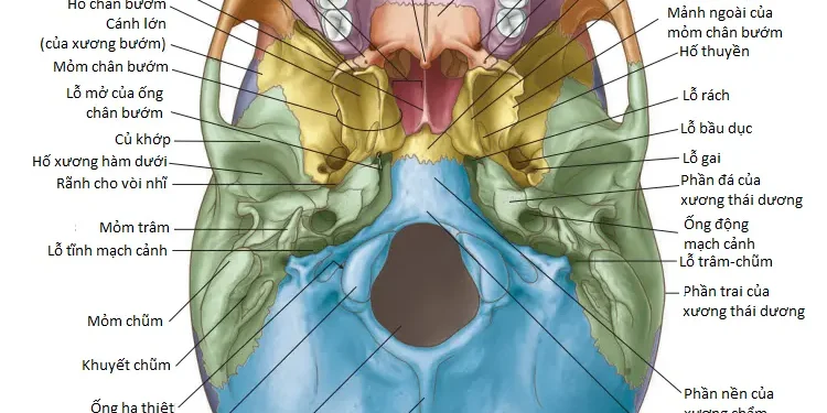 Giải Phẫu Vùng: Xương Sọ (Phần 2)