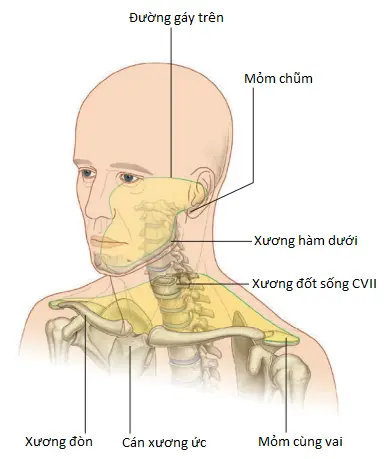 dau-4
