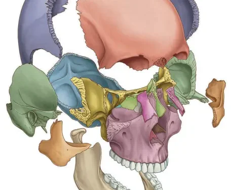 Tổng Quan Khái Niệm Vùng Đầu Và Cổ (Phần 1)