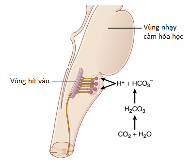 trung-tam-ho-hap-2