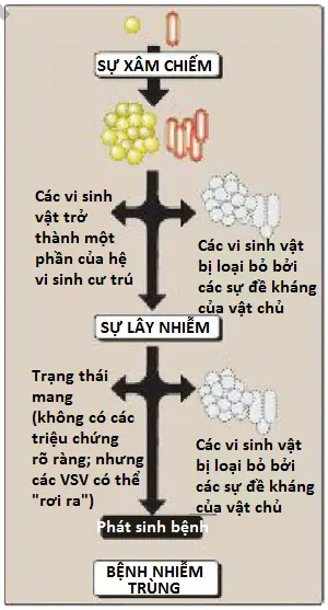 vi-khuan-1