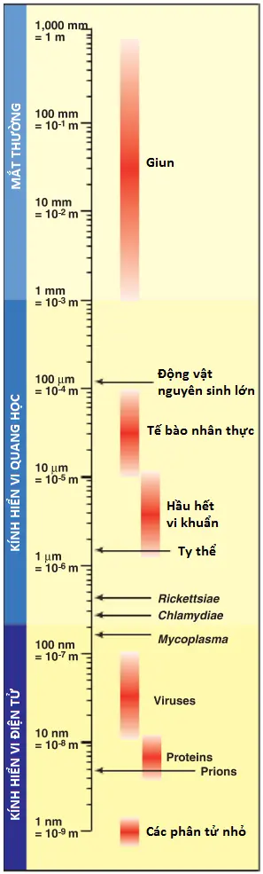 vi-khuan-3