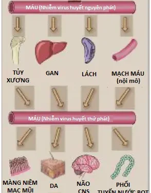 Khả Năng Gây Bệnh (Độc Lực) Của Các Vi Sinh Vật (Phần 2)