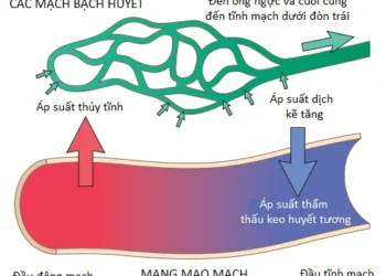 Các Rối Loạn Huyết Động, Bệnh Huyết Khối và Shock (Phần 1)