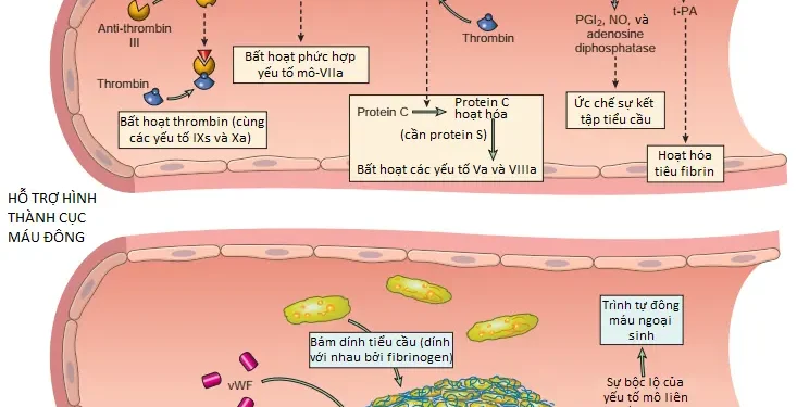 Các Rối Loạn Huyết Động, Bệnh Huyết Khối và Shock (Phần 3)