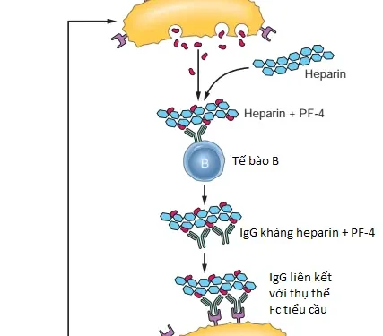 Các Rối Loạn Huyết Động, Bệnh Huyết Khối và Shock (Phần 5)