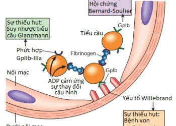 Các Rối Loạn Huyết Động, Bệnh Huyết Khối và Shock (Phần 2)