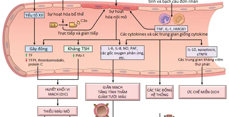 Các Rối Loạn Huyết Động, Bệnh Huyết Khối và Shock (Phần 9)