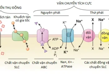 Dược Động Học: Động Lực Hấp Thu, Phân Bố, Chuyển Hóa và Đào Thải Thuốc (Phần 1)